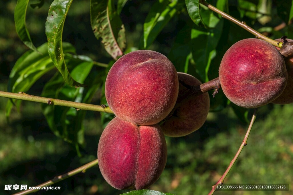 枝头鲜桃硕果累累