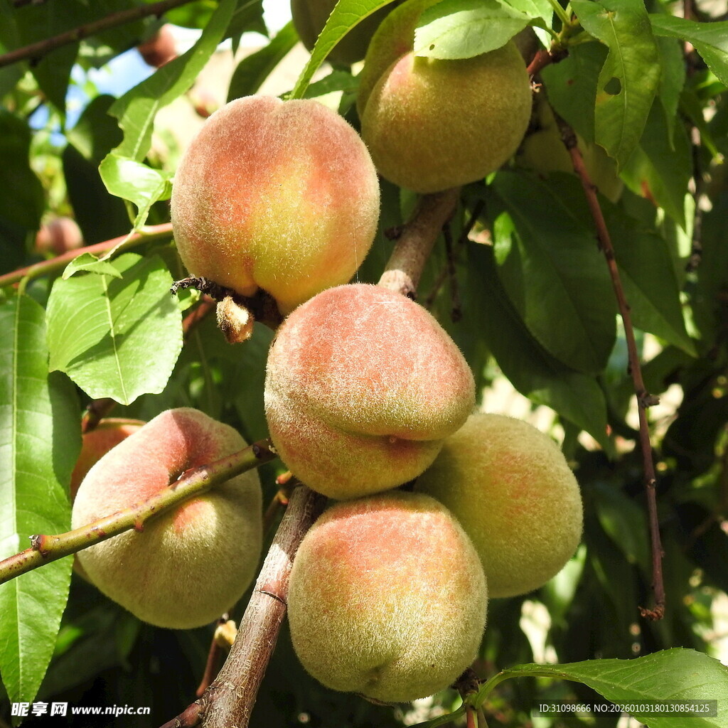 枝头饱满诱人的成熟鲜桃