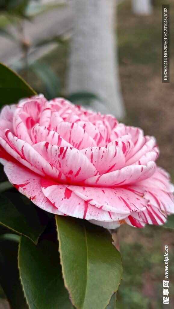 山茶花