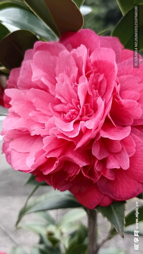 山茶花