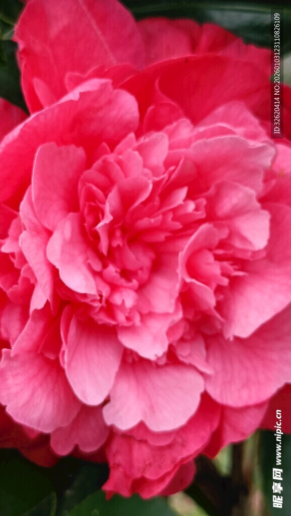 山茶花