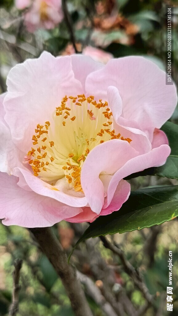 山茶花