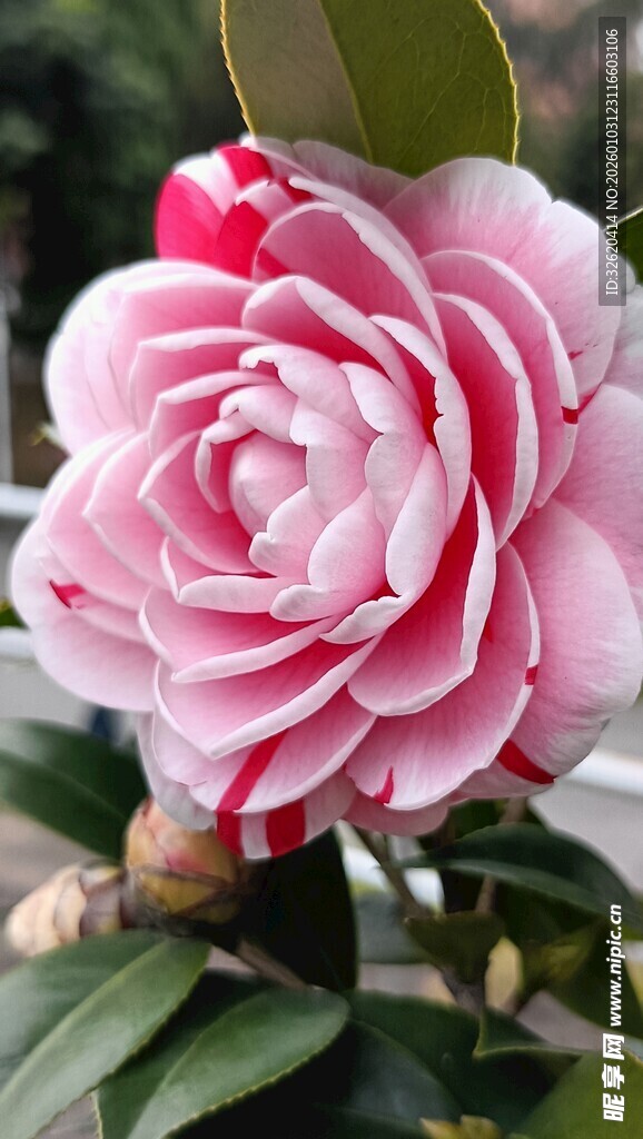 山茶花