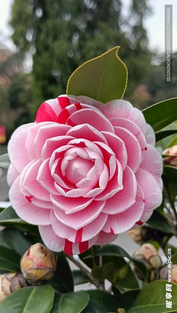 山茶花