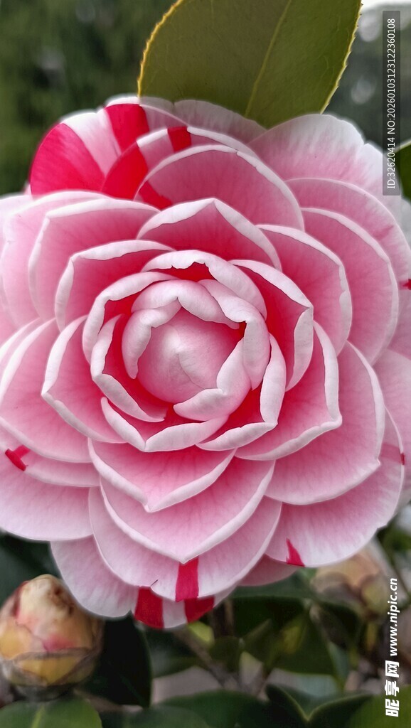 山茶花