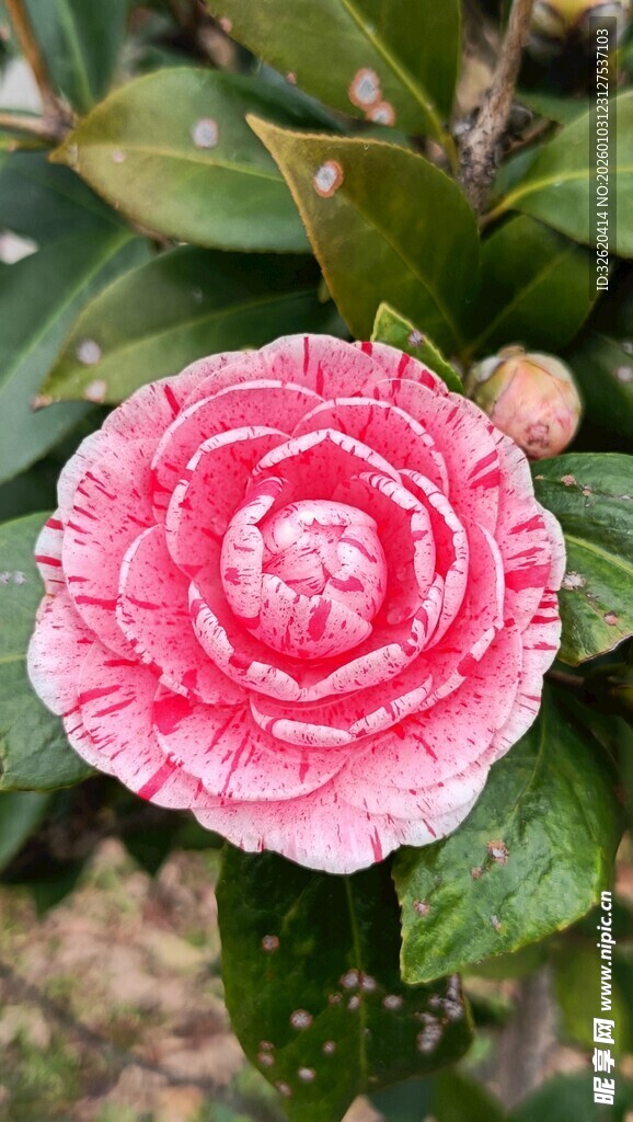 山茶花