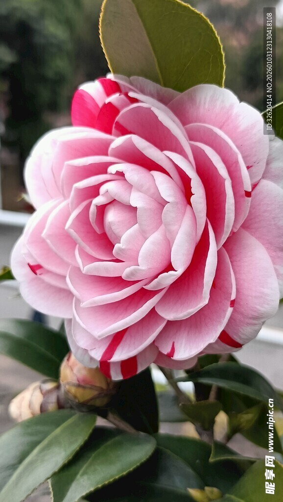 山茶花
