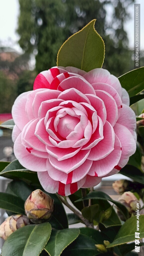 山茶花
