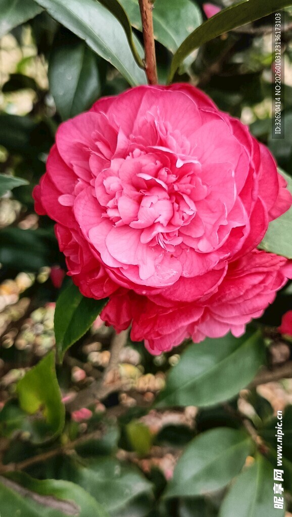 山茶花