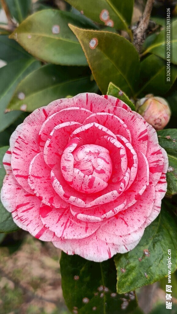 山茶花