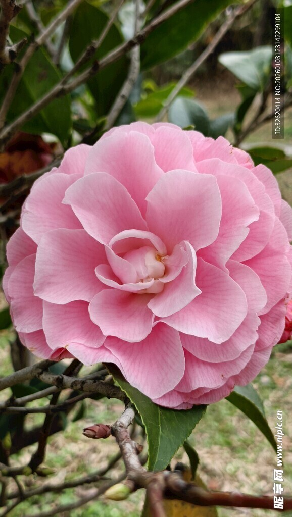 山茶花