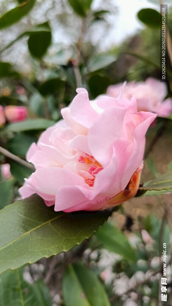 山茶花