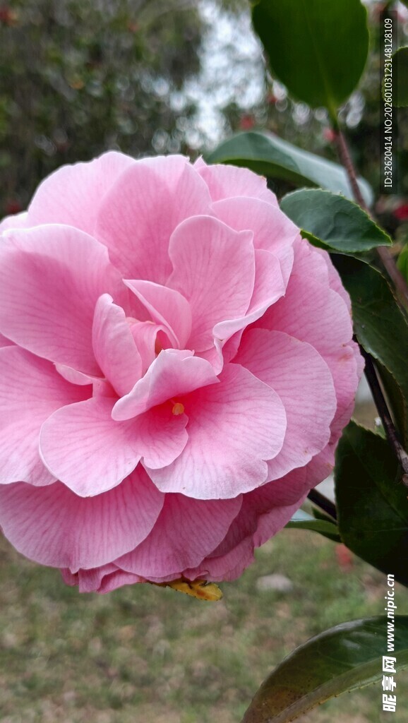 山茶花
