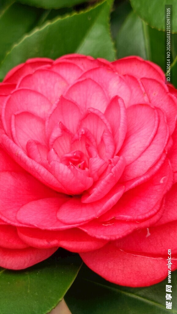 山茶花
