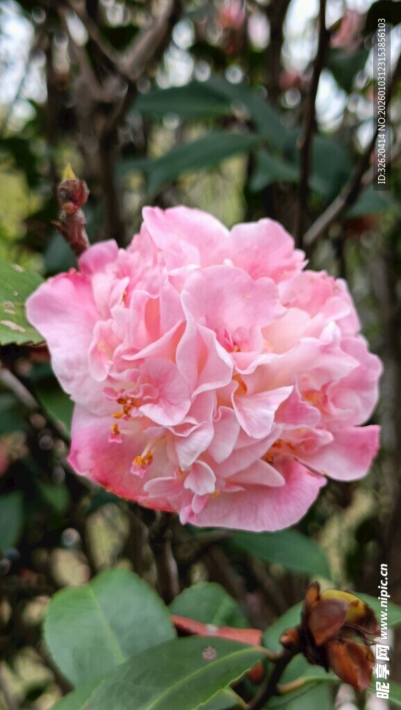 山茶花