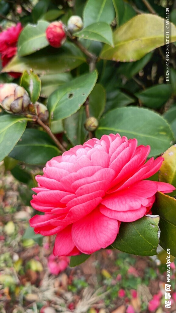 山茶花