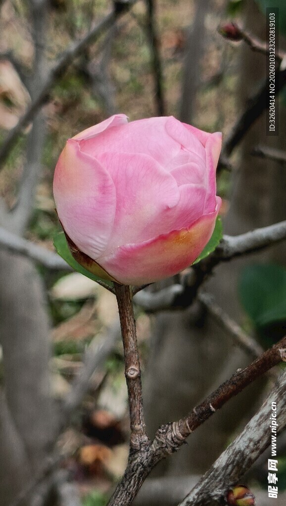 花苞