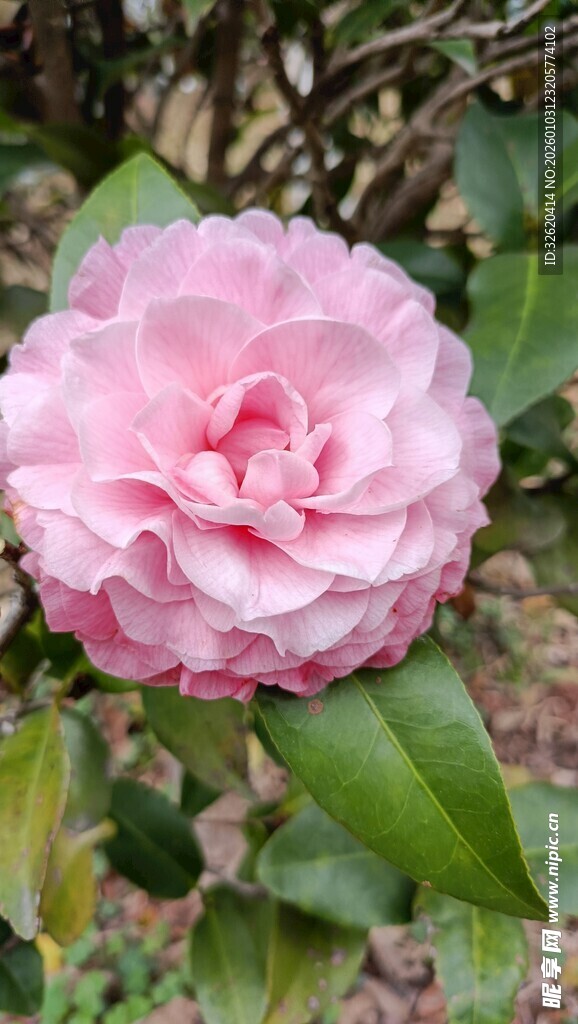 山茶花