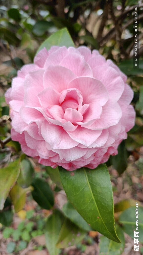 山茶花