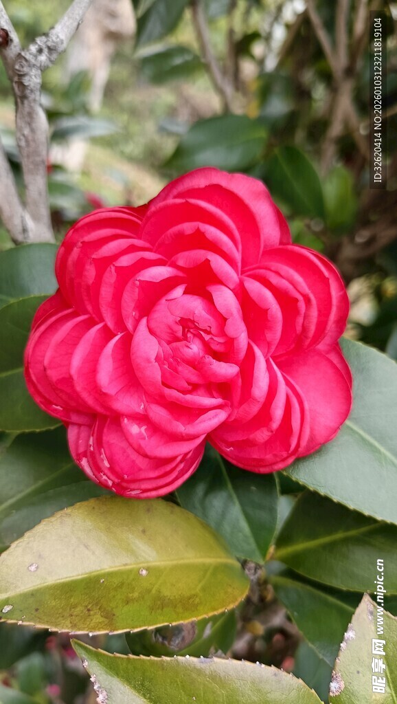 山茶花