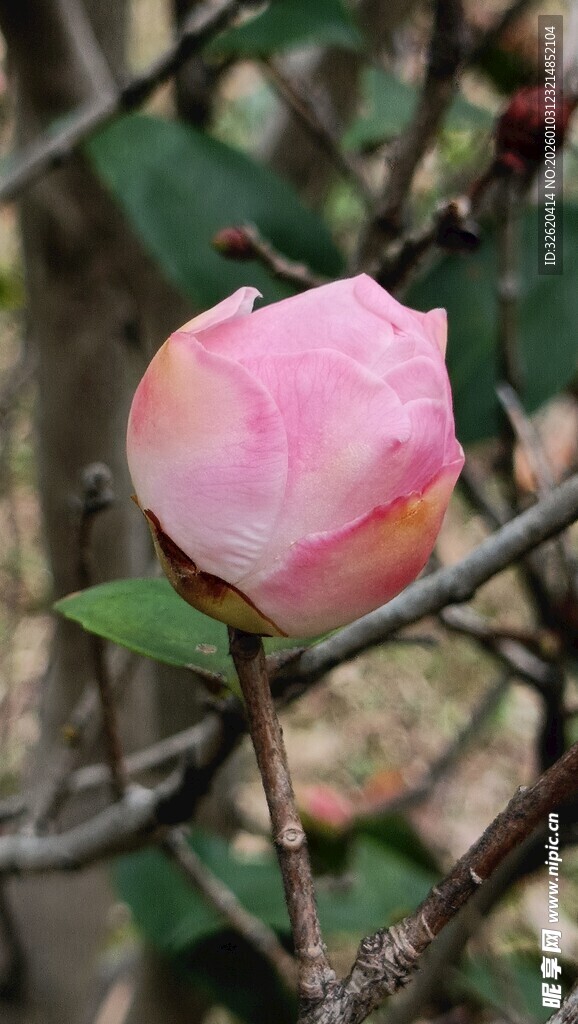 山茶花