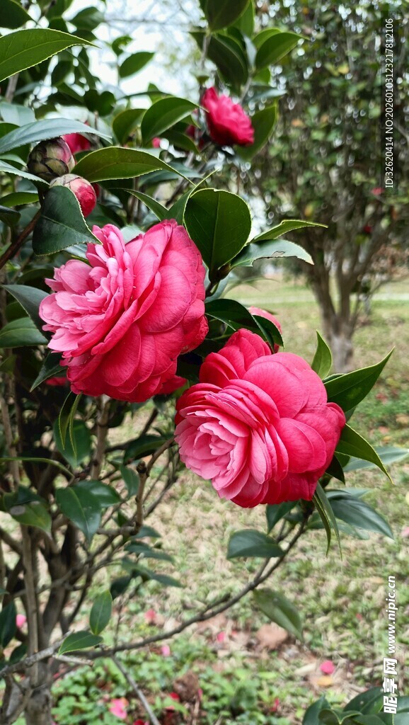 山茶花