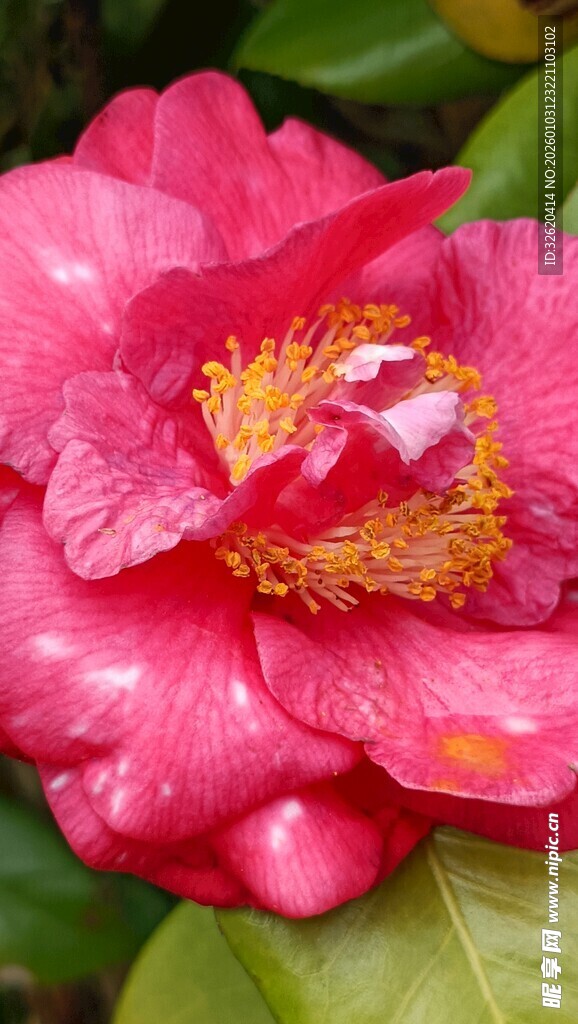 山茶花