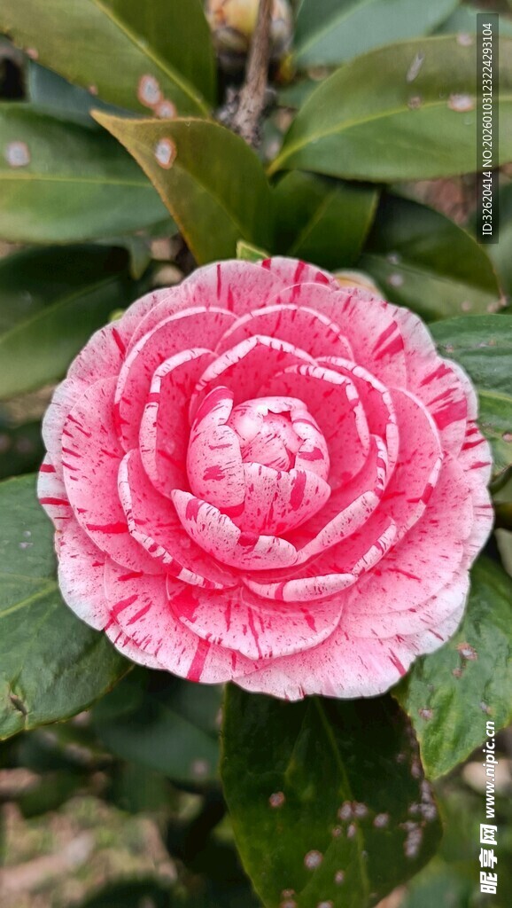 山茶花