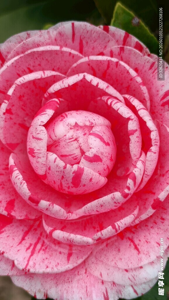山茶花