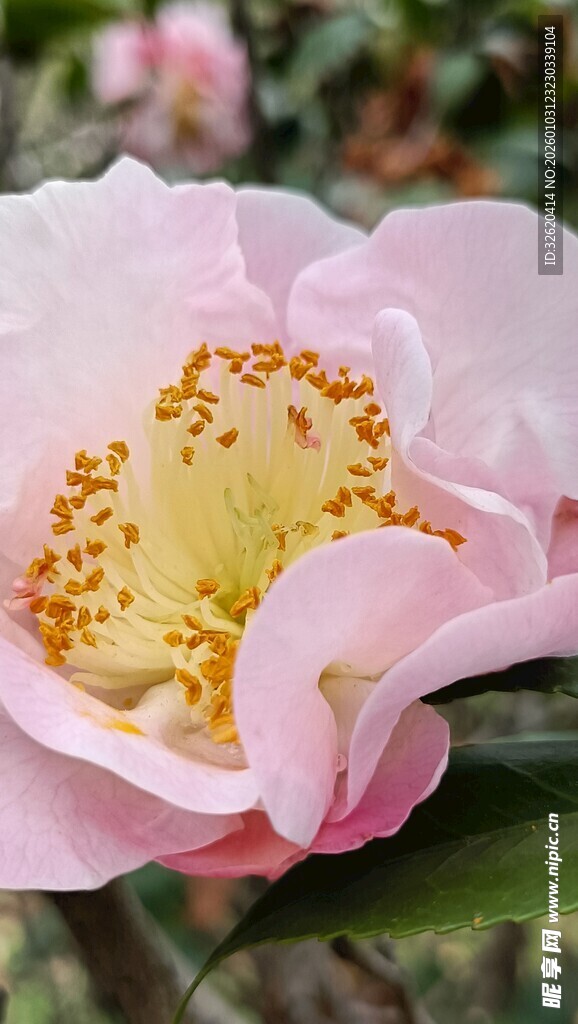 山茶花