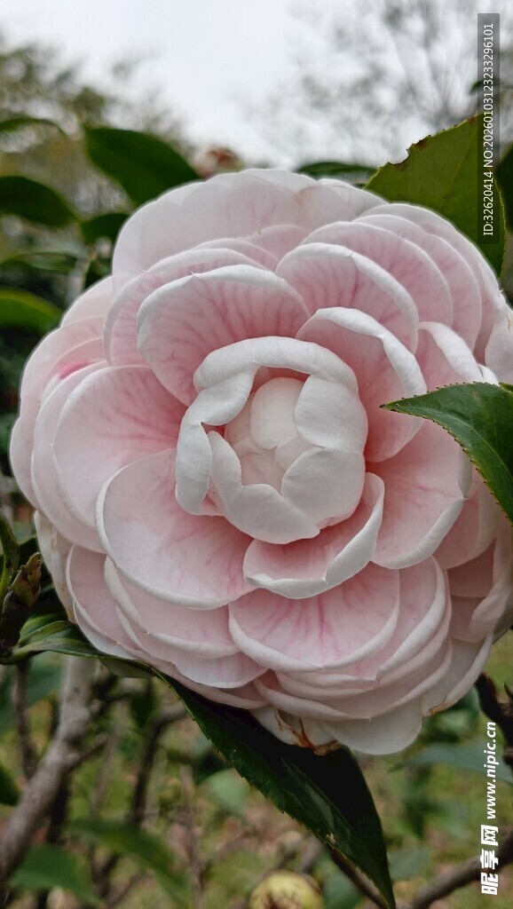 山茶花