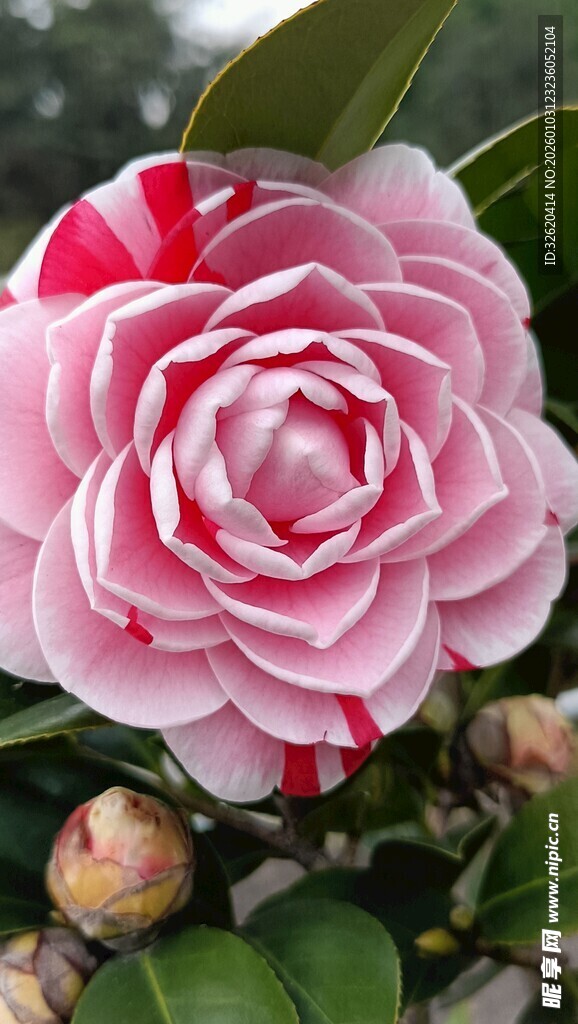 山茶花