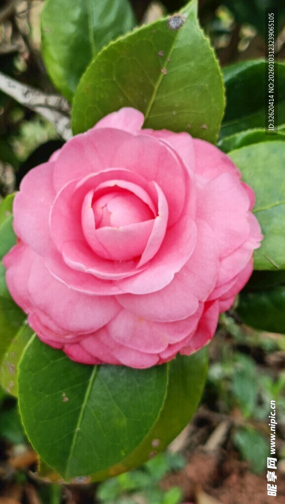 山茶花