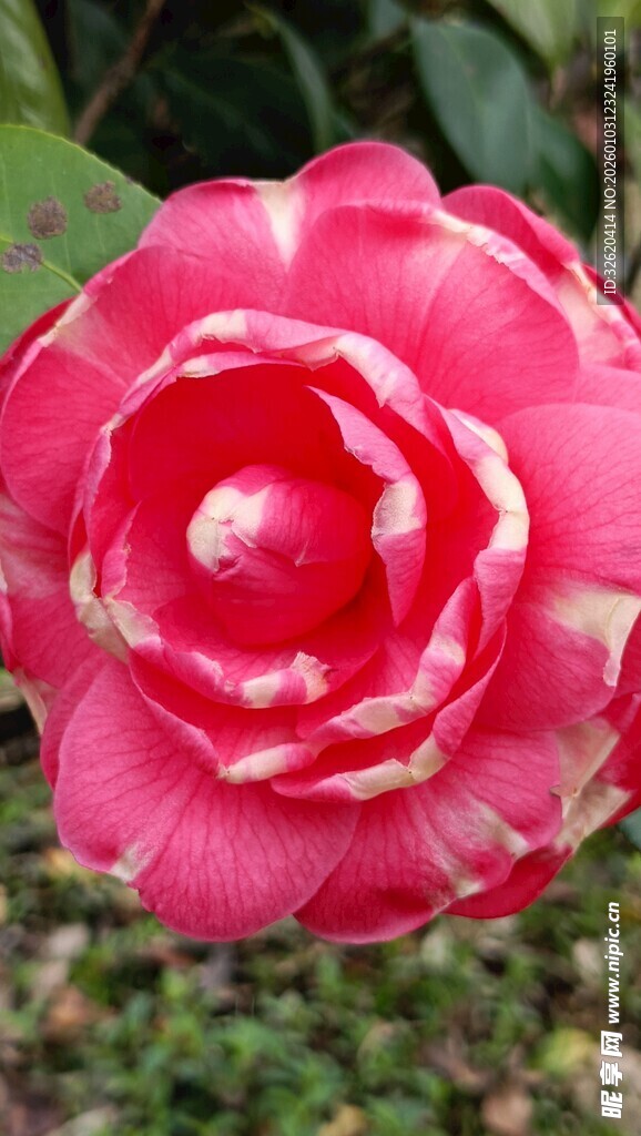 山茶花