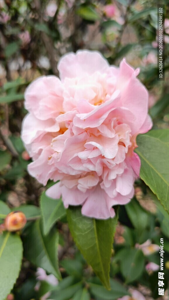 山茶花