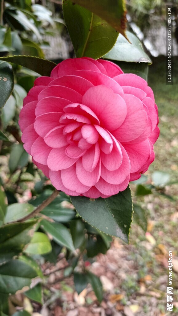 山茶花