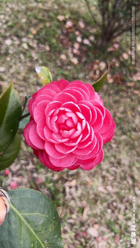 山茶花