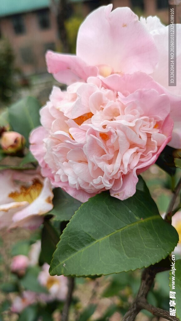 山茶花