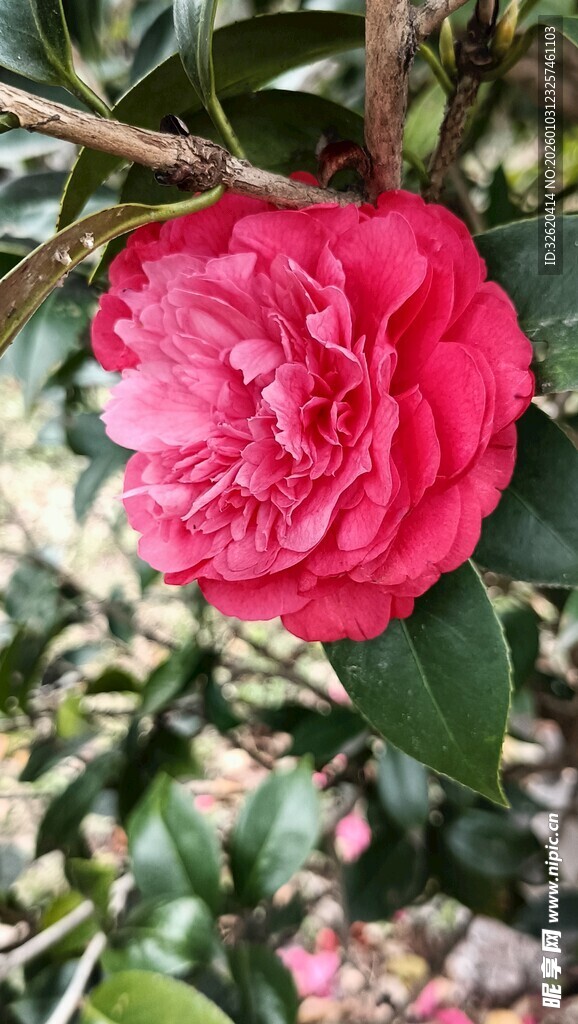 山茶花