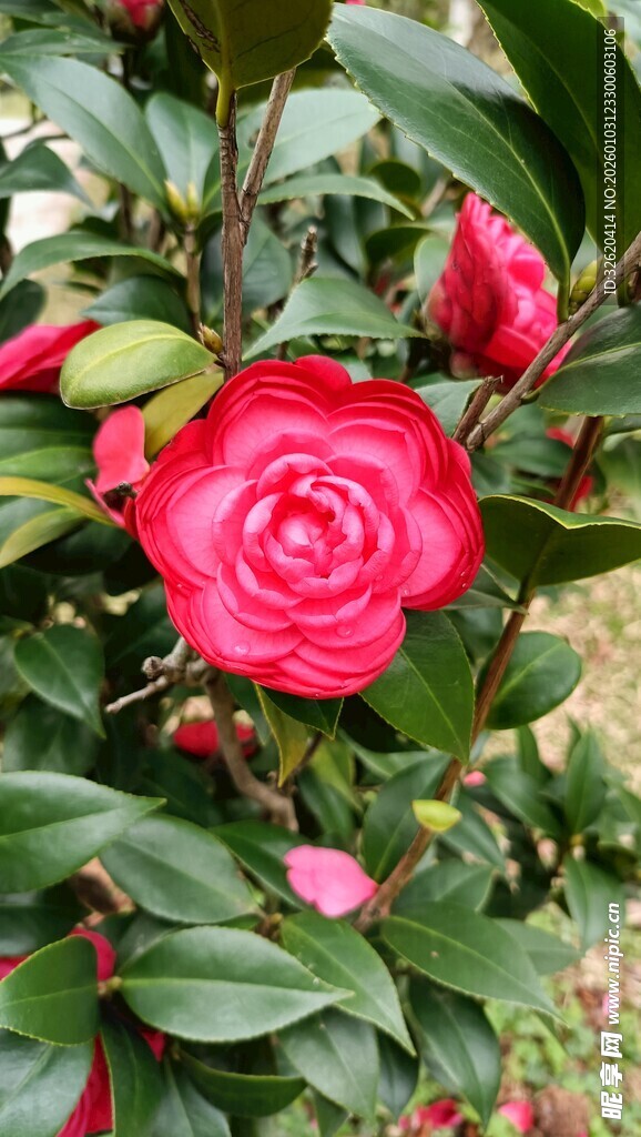 山茶花