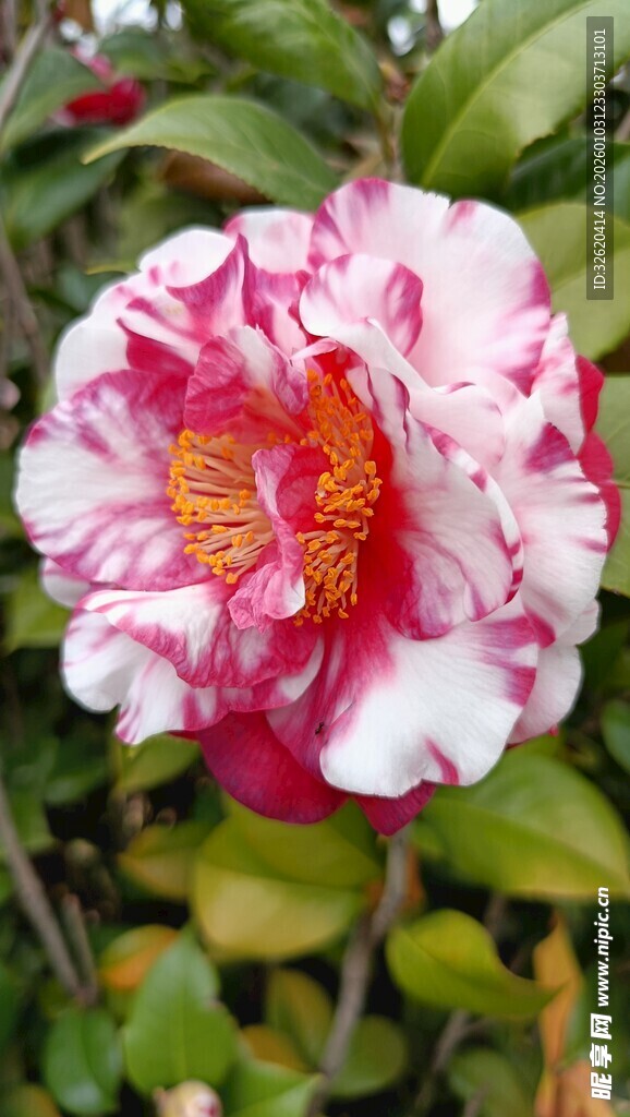山茶花