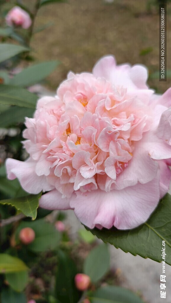 山茶花