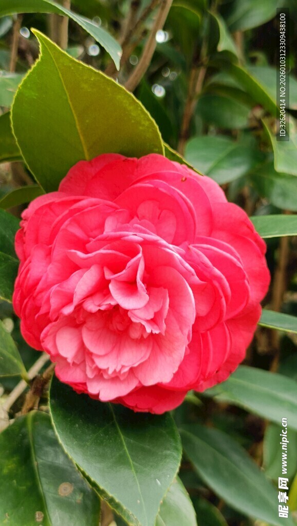 山茶花