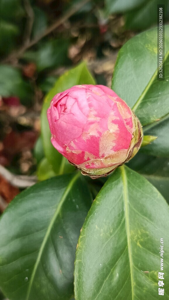 粉色花苞