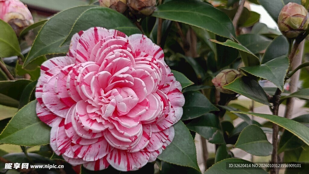 山茶花