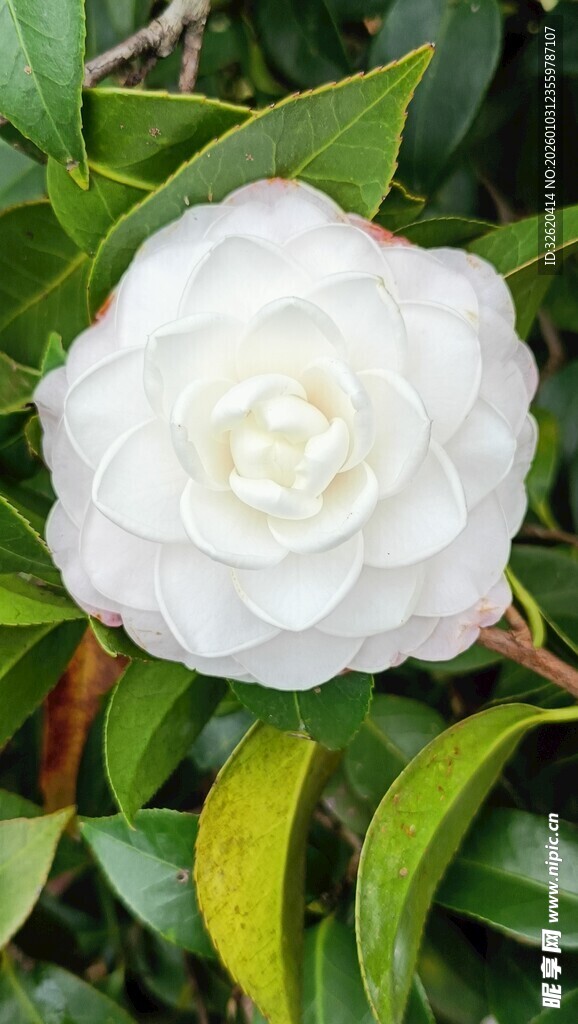 洁白山茶花