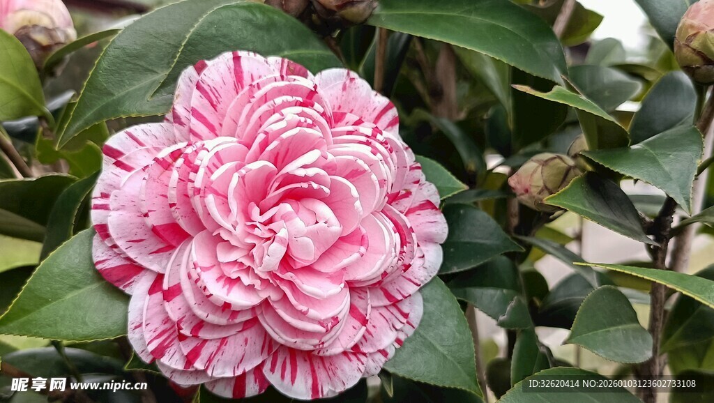 山茶花