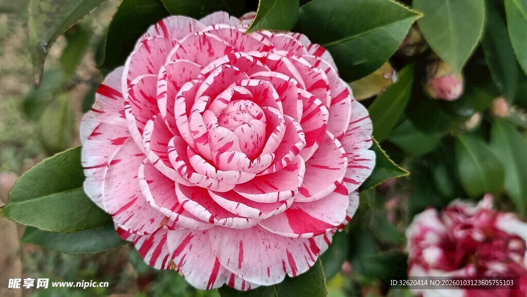 山茶花