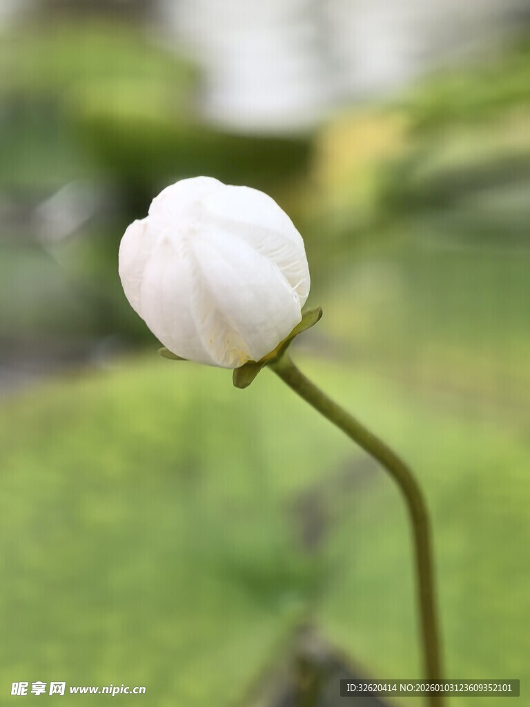 白色单朵小花