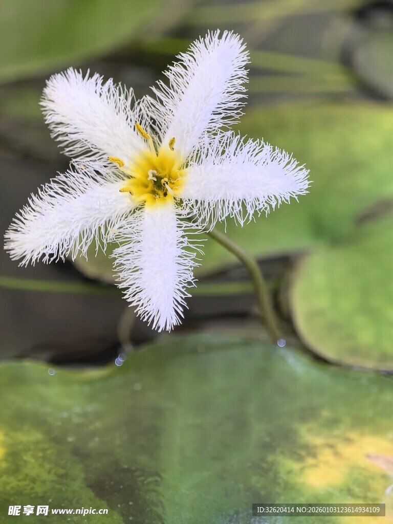 白色绒毛小花